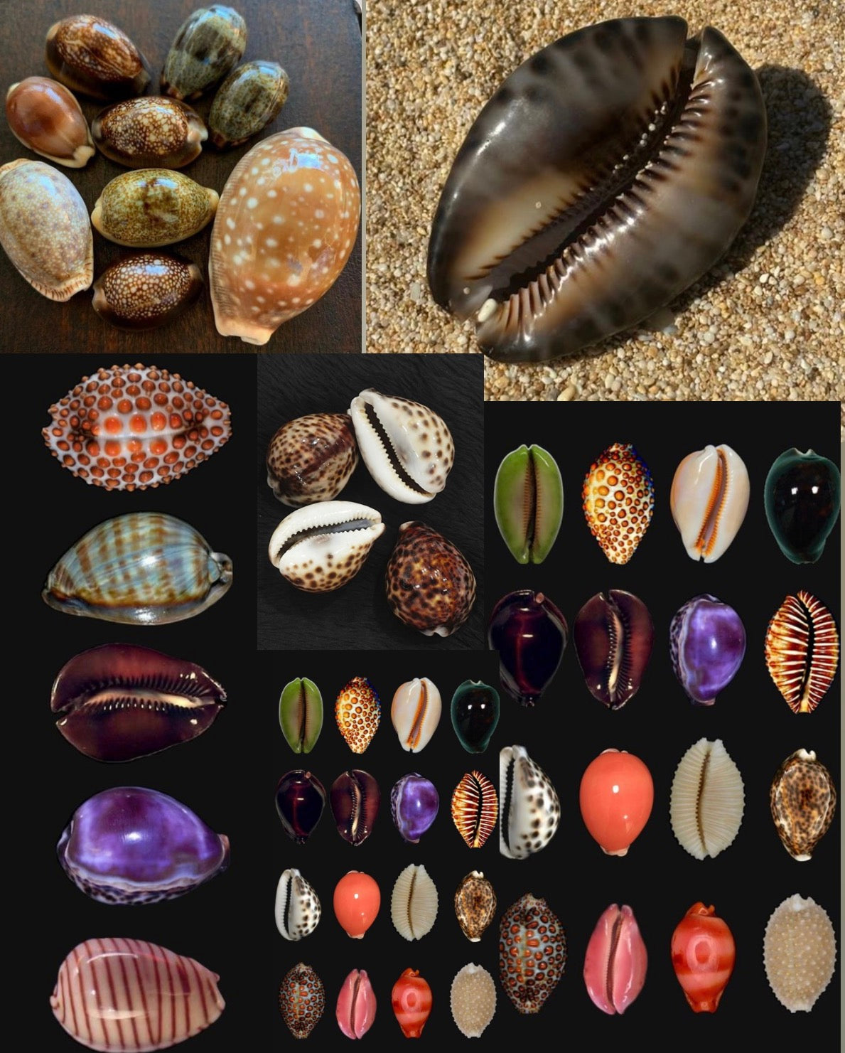 Custom cowries