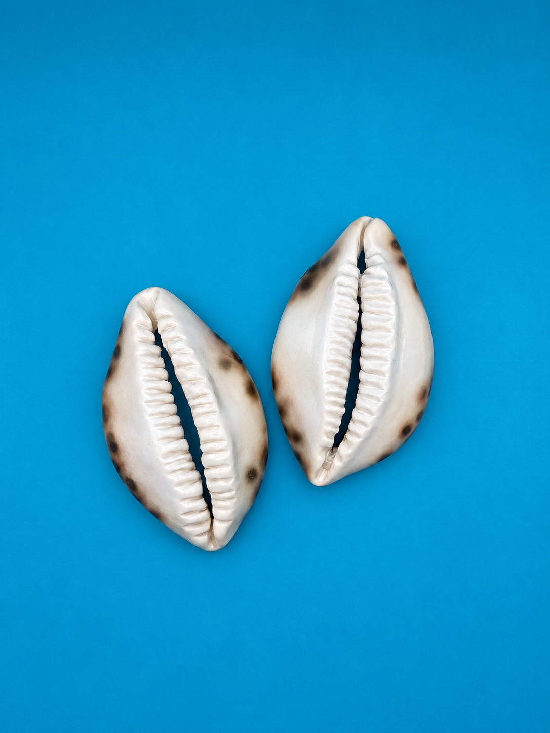 Custom cowries