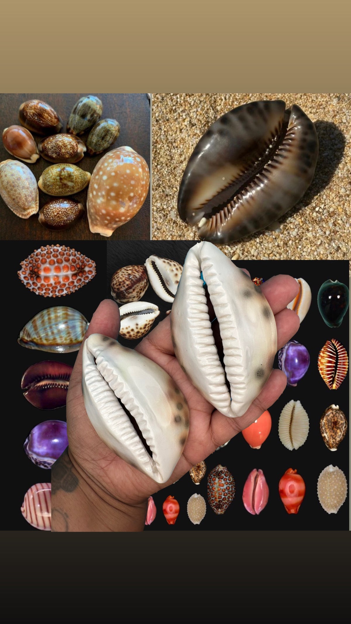 Custom cowries